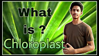 Chloroplast in Hindi  What is Chloroplast [upl. by Aciemaj453]