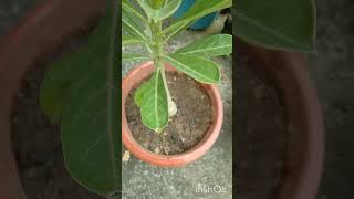 Repotting of seed grown adenium plant [upl. by Akiram]