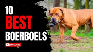 The BEST Boerboel Males  True Elite Boerboels [upl. by Dao711]