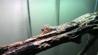 Mangrove monitor Varanus indicus feeding part 2 [upl. by Gaeta]