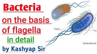 BACTERIA on the basis of flagellaAtrichous Monotrichous Lophotrichous AmphitrichousPertrichous [upl. by Nylarak]