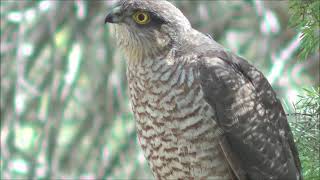 Gavilán común Accipiter nisus Eurasian Sparrowhawk [upl. by Zumwalt692]