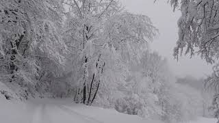 Relaxing Snowfall 2 Hours  Sound of Light Wind Breeze and Falling Snow in Forest Part 2 [upl. by Hicks976]