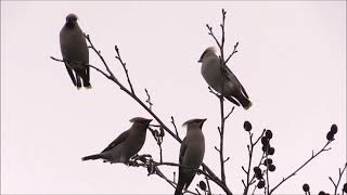 Waxwings in Poole  February 2024 [upl. by Acirderf]