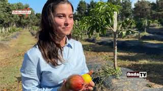 Silvia ho scommesso in Sicilia sulla frutta tropicale e subtropicale [upl. by Ahtimat]