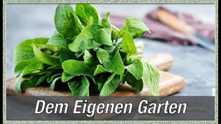 Salbei – vielseitiges Heilkraut aus dem eigenen Garten [upl. by Belinda]