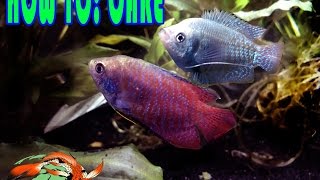 HOW TO CARE DWARF GOURAMI [upl. by Aniweta]