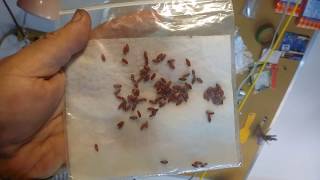 Starting Barberry from Seed Pt1 [upl. by Schertz]