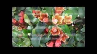 Houseplant Hints  Lipstick Plant Aeschynanthus radicans [upl. by Sedgewake]