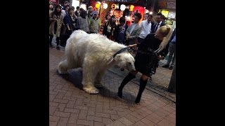 山手線 渋谷駅 スクランブル交差点に白熊を散歩させるロシア人 シロクマ 10月8日 [upl. by Anitnatsnoc870]