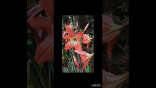 amaryllis lily hippeastrum amaryllislily homegarden trending plantsandpeace [upl. by Binnings701]