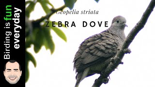 Zebra Dove call  Geopelia striata [upl. by Dnama]