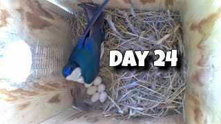 Day 24 Birdhouse Nest Box Live Camera Highlights [upl. by Aliekahs]