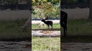 Fallow Deer Roaring Like Mad fallowdeer animalsounds shorts [upl. by Katleen500]