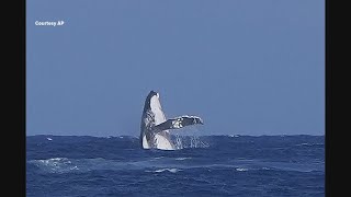 Whale surprises Olympic surfers in semifinal event in Tahiti [upl. by Adnomar185]