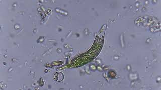 Euglena [upl. by Imelida]