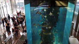 Heron Tower  Fish Tank  Christmas [upl. by Dex]