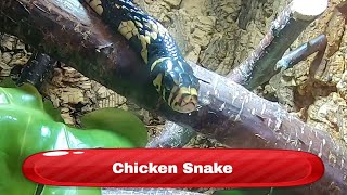 Chicken snake  Krokodille Zoo Denmark [upl. by Nabal]