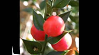 Ruscus aculeatus Liliaceae [upl. by Doroteya]