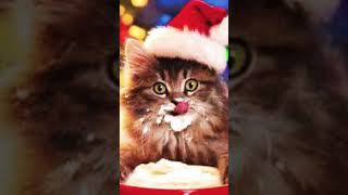 Me wish u a pawsome crimas🐱🎄😉 [upl. by Levitan]