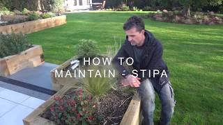 How to maintain  Stipa [upl. by Hank]