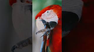 Macaw Parrot Red [upl. by Inaliak]