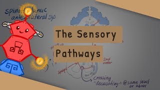 SensoryAscending Spinal Tracts [upl. by Jemimah]