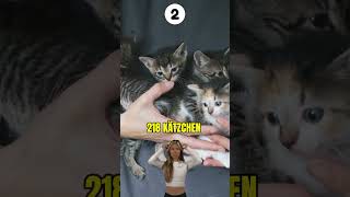 Der Weltrekord für Katzenbabys von nur einer Katze ist [upl. by Gabrila]