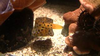 Boxfish Ostracion cubicus  Gelbbrauner Kofferfisch 1 [upl. by Cacilia]