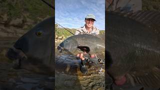 Rock fishing central coast fishing fish groper [upl. by Berti]