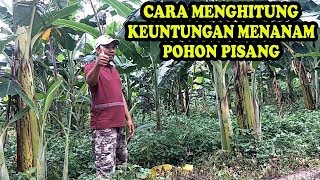 Cara Budidaya Pisang [upl. by Hamehseer]