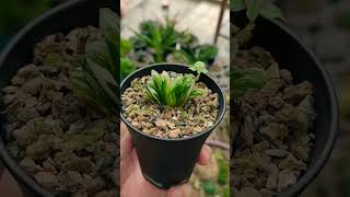 Haworthia Truncata Var [upl. by Fabio336]