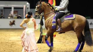 Dubai International Horse Fair 2016 Show Video [upl. by Elleinod]