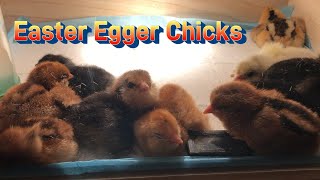 Smart Incubator  Easter Egger Chicks in November [upl. by Dun]