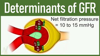 08 Determinants of GFR Glomerular Filtration Rate [upl. by Adnawt911]