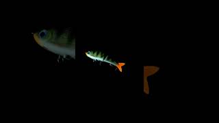 Rapala Super Shadow Rap Glide  Swimming Action rapala rapalalures supershadowrapglide [upl. by Llenrod451]