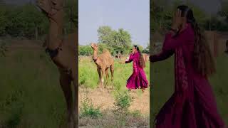 Todiya ko dance karne ka mann nahi 😂shorts rajasthaniculture [upl. by Pavia483]