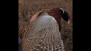 South Dakota Pheasant Opener  2023 [upl. by Barlow727]