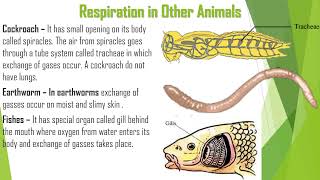 Respiration in organisms  Class 7 Science [upl. by Ennovahc]