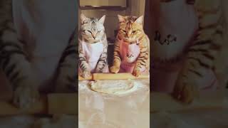 CaT food 🍲cat cartoon catfactoid funnyanimal facts funnypet viralvideo [upl. by Haneehs]