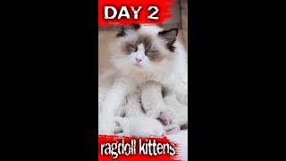 Ragdoll Kittens DAY 2  Cattery London [upl. by Reddin]