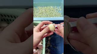 Peeling garlic farming [upl. by Selinda853]