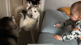 My Baby Funny Reaction to my Huskies FightingPlaying MIMICKING HUSKIES [upl. by Ogaitnas]