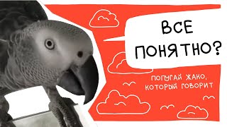 Попугай Винчи говорит quotЧё молчишь говори рот открывайquot Shorts [upl. by Lissner]