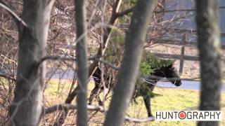 Drury Outdoors MAD Heat Bleat Call draws in a Monster Horse while deer hunting in New York [upl. by Nolyaj180]