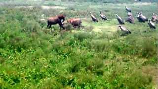 THE WILDEBEEST KILL BY THE HYENAS AND THE FOOD CHAIN [upl. by Follmer]