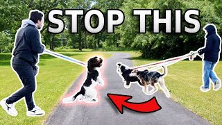 REACTIVE DOG TUTORIAL Stop Barking and Lunging at Other Dogs [upl. by Siroved913]