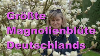 Deutschlands größte Magnolienblüte in Stuttgart I Maurischen Garten Wilhelma [upl. by Oluas803]