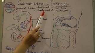 GASTROINTESTINAL Development and Embryology of GI tract Part1 [upl. by Shepherd]