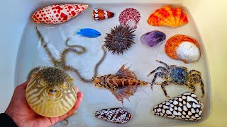 WOW FUN Find Large Hermit crab and Sea Crab Snail Conch Clam Shell Pufferfish Starfish fish [upl. by Akcinahs]